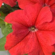 Petunia grandiflora Finity  Red